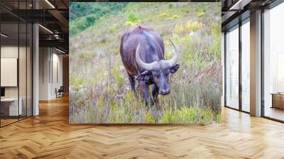 Wild Cape Buffalo Wall mural