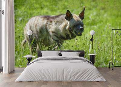 view of a hyena in the wild Wall mural