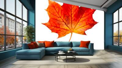 Mape leaves isolated on white. Wall mural