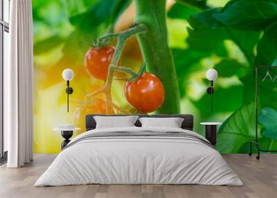 Ripe tomato cluster in greenhouse. Autumn vegetable harvest on organic farm. Wall mural