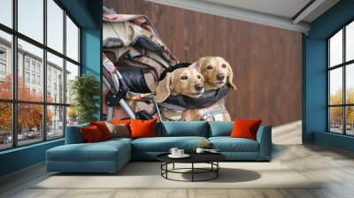 Two Cute light brown Dachshund dogs sitting in the dog cart with timber background Wall mural