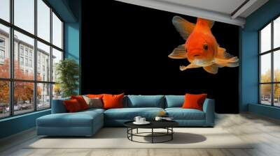 Goldfish in the background black Wall mural