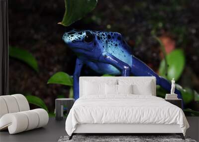 Blue poison-dart frog (Dendrobates tinctorius azureus) Wall mural