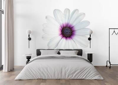 isolated white Chrysanthemum flowers on white background Wall mural