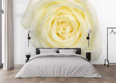 selection of beautiful white rose flower isolated on white backg Wall mural