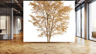 golden fall tree isolated on white background. Wall mural