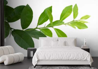 lemon leaves isolated on white background. Wall mural