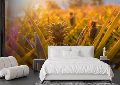 Pineapple tropical fruit growing in garden at sunset time. Wall mural