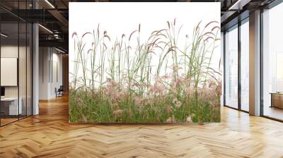 Reeds of grass isolated and white background. Wall mural