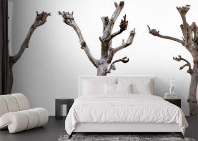 Single old and dead trees isolated on white background Wall mural