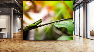 grasshopper on leaf Wall mural