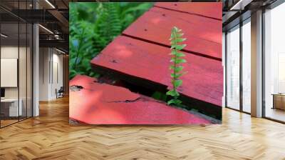 Fern growing up with red wooden floor. Nature background concept. Wall mural