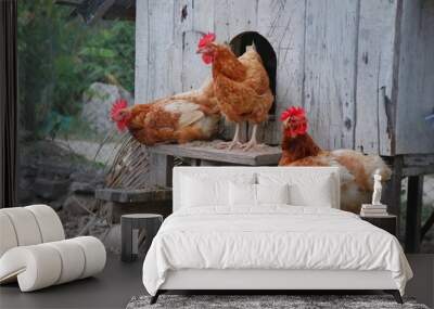 Tree brown chickens at hen house in the farm. Soft focus. Animal concept. Wall mural