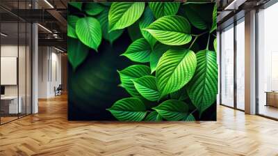 Shades of green leaves on a dark background, foliage, nature, greenery, plants, forest, black background, contrast Wall mural