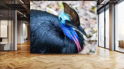 Cassowary in Far North Queensland, Australia Wall mural