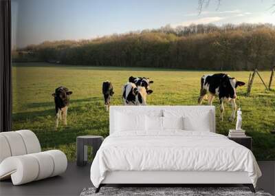 cows in a field Wall mural