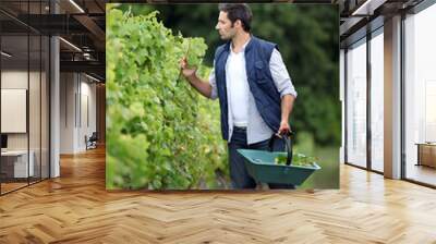 Farmer checking on his grapes. Wall mural