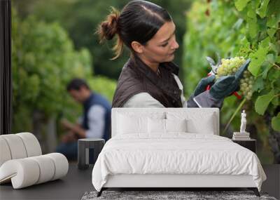 Woman harvesting grapes Wall mural