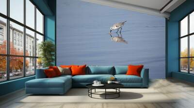 western sandpiper in water Wall mural