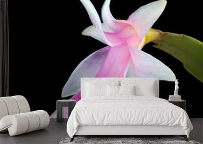 cactus flower 2 Wall mural