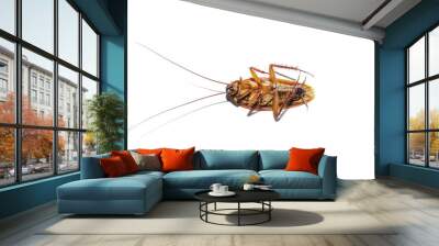 Dead cockroach on isolate white background Wall mural