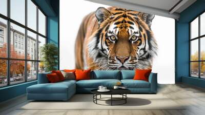 A tiger is standing in front of a white background Wall mural