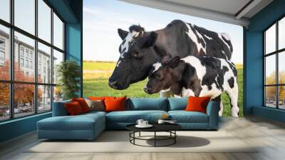 Cow and calf in the meadow. Reproduction and breeding of animals. Wall mural