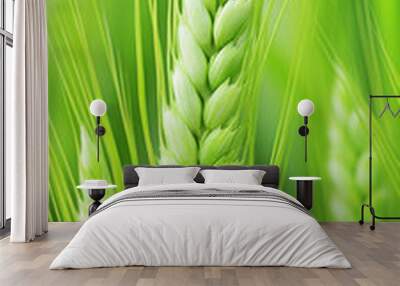 Green wheat plants grow in a field Wall mural