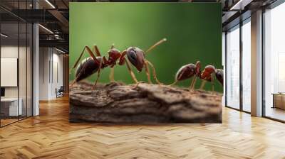 Fire Ants Constructing and Maintaining Their Intricate Mound Structures
 Wall mural