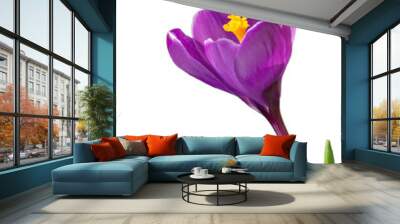 Signs of Spring - Magenta Crocus - white background Wall mural