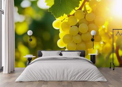 Close-up of yellow grapes on the vine, illuminated by warm sunlight, symbolizing harvest Wall mural