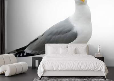 White and grey seagull isolated on white Wall mural