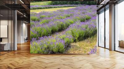 Lavender field in sunlight. Field of Lavender, officinalis. Beautiful image of lavender field.Lavender flower field, image for nat. Wall mural