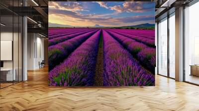 Field of lavender stretching to horizon, Provence Wall mural