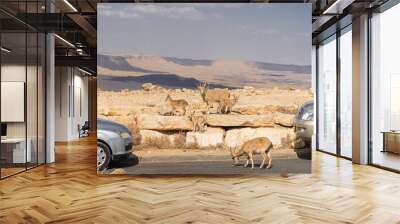 Capra ibex nubiana, Nubian Ibexes family. Goats roam near vehicles on the road ,Mitzpe Ramon . High quality photo Wall mural