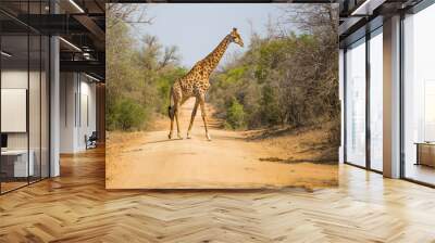 Girrafe  Africa Safari Kruger Wall mural