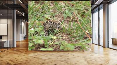 Young diamondback rattlesnake coiled up in the grass Photo by Aviatedman Wall mural