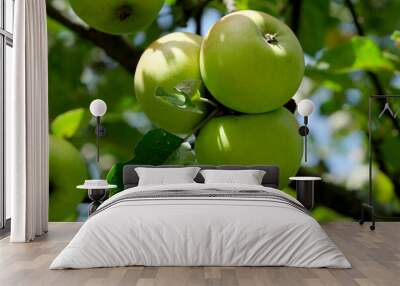 Apples ripen on a branch Wall mural