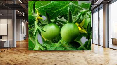 Indoor tomatoes bloom and fruit Wall mural