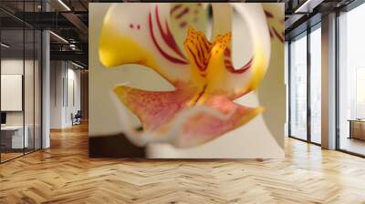 White orchid flower close-up Wall mural