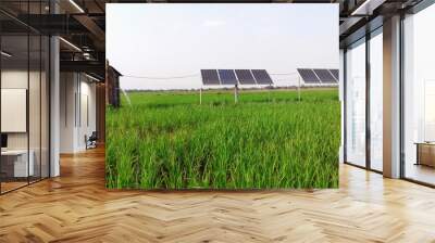 solar panels produce electric which can run submerge water pump for irrigation of water in agricultural field Wall mural