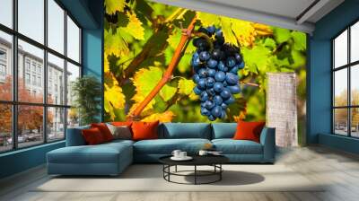 red bunches of grape in the vineyard Wall mural