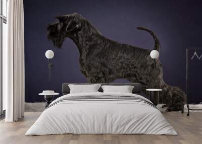 Kerry blue terrier dog, miniature black schnauzer stands sideways in a rack on a white artificial fur on a dark background Wall mural