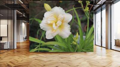 Schnickel Fritz.Luxury flower daylily in the garden close-up. The daylily is a flowering plant in the genus Hemerocallis. Edible flower. Wall mural