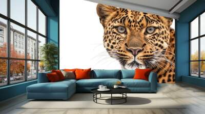 Leopard Staring Intensely Against a White Background Wall mural