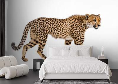 The cheetah is isolated on a white background. This is a photorealistic  art image. Wall mural