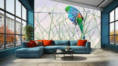 colorful red-rumped parrot (psephotus haematonotus). Wall mural