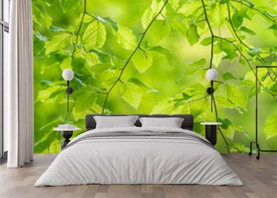 Green Beech Tree Twig in Spring, background image Wall mural