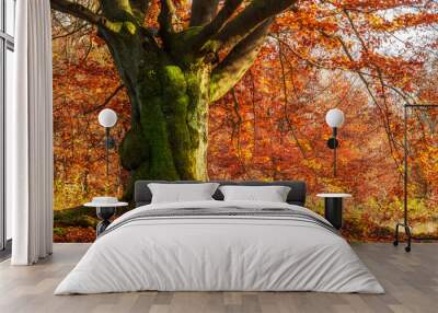 Mighty Beech Tree covered by moss with orange leaves in autumn Wall mural