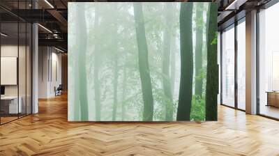 Panorama of Beech and Oak Forest in Thick Fog Wall mural